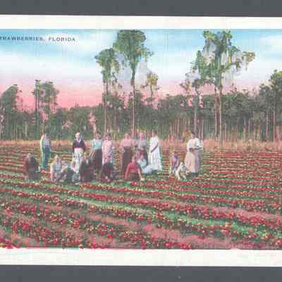 Picking Strawberries, Florida