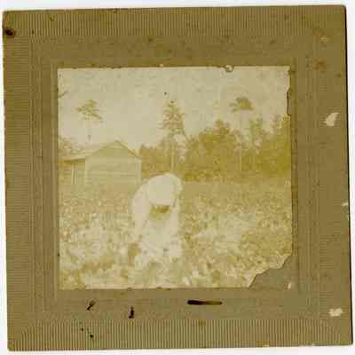 African-American Woman Handpicking Crops c.1900