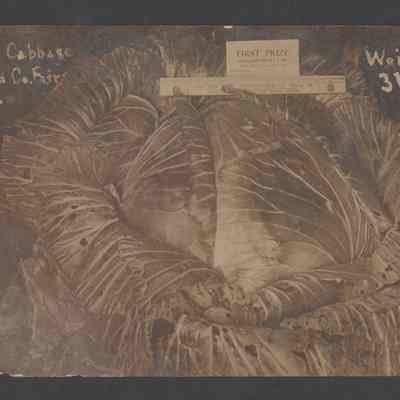 Prize Cabbage, Broward County Fair, 1916
