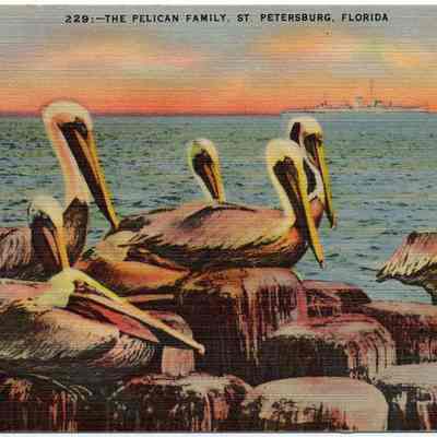The Pelican Family, St. Petersburg, Fla.