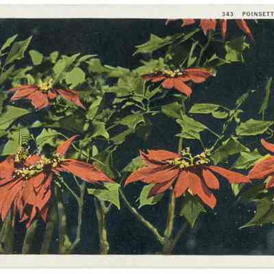 Poinsettias, Florida