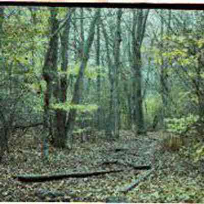 Trail