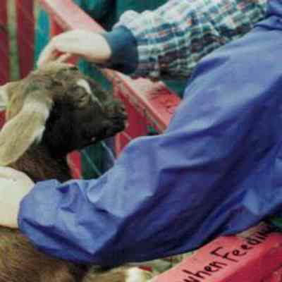 Goat in Petting Zoo