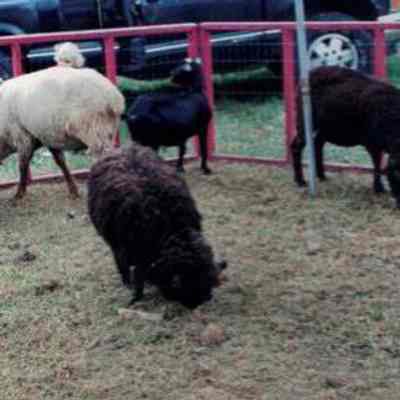 Petting Zoo