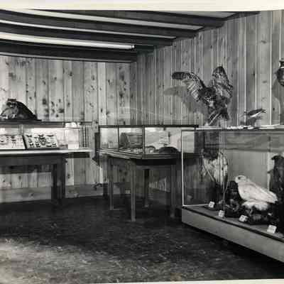 Taxidermy exhibits in Trailside Museum