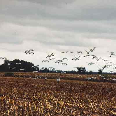Gulls in fresh cut fields