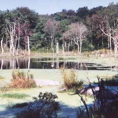 Red Maple Pond