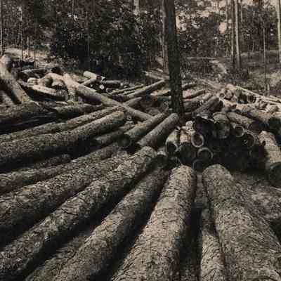 Postcard, Logs/Lumber, Stanley Johnson