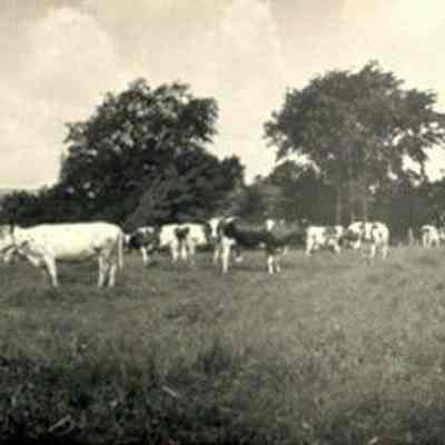 Photograph, J.A. Kastein Jr., Cows in Pasture