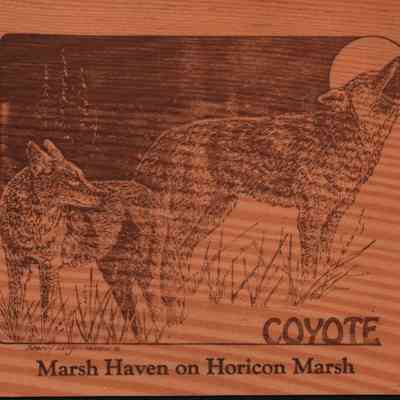 Postcard, Marsh, Marsh Haven on Horicon Marsh, Coyote