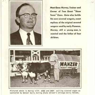 125th Anniversary, 1964, Murray"s Famous Oxen Teams, Jubilee