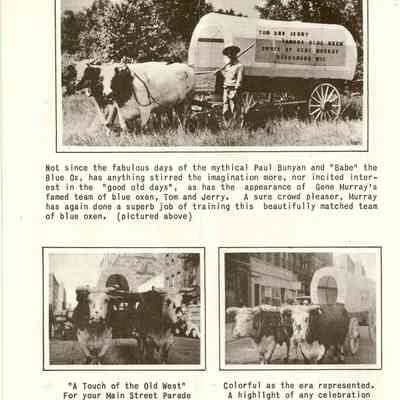 Murray"s Famous Oxen Teams
