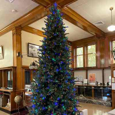 Christmas Tree, 12-Foot