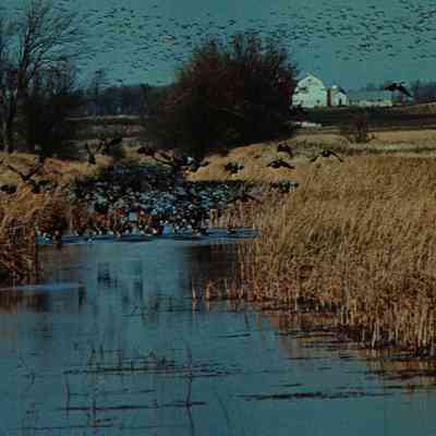 Postcard, Horicon Marsh, #103352