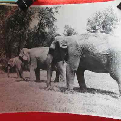 Photograph, Elephants