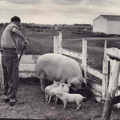 Photograph, Corrections, Wisconsin State Prison, Prison Farm
