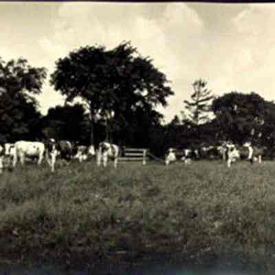 Photograph, J.A. Kastein Jr., Cow Pasture