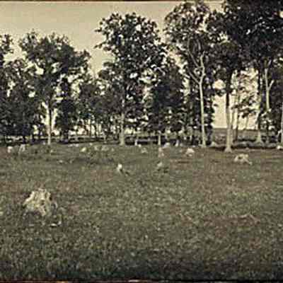 Photograph, J.A. Kastein Jr., Pasture Scene