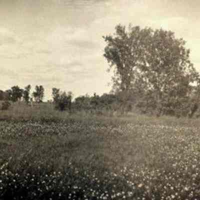 Photograph, J.A. Kastein Jr., Pasture Scene