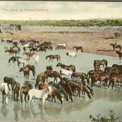 The round up horses watering