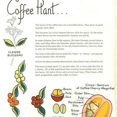 Coffee The Story of a Good Neighbor Product