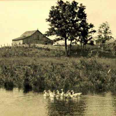 Photograph, J.A. Kastein Jr., Ducks in Pond