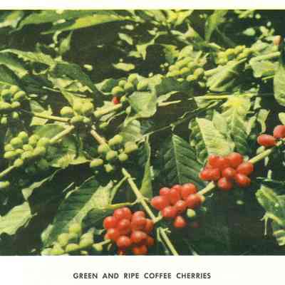 Coffee The Story of a Good Neighbor Product
