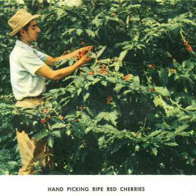 Coffee The Story of a Good Neighbor Product