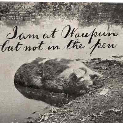 Postcard Pen Pig