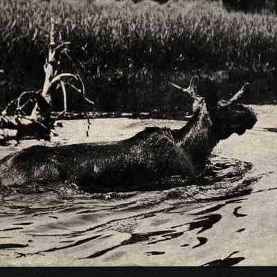 Postcard, Marsh, Moose, Johnson Photography