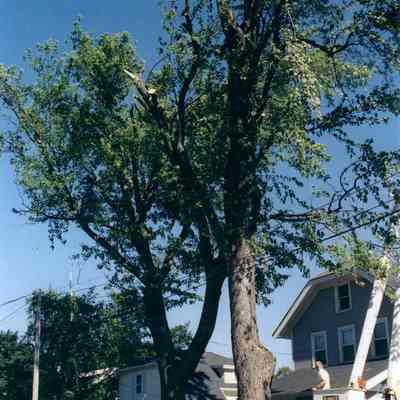 Photograph, Storms, Tornado Damage, June, 2004