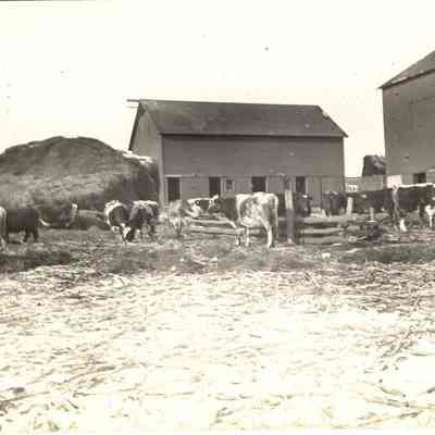 Postcard, Farm - Mrs. Wm. Berndt