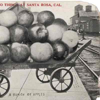 Postcard A Bunch of Apples
