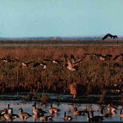 Postcard, Marsh, Geese, #161873