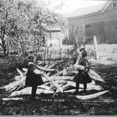 String Beans, Photo by Alfred Stanley Johnson