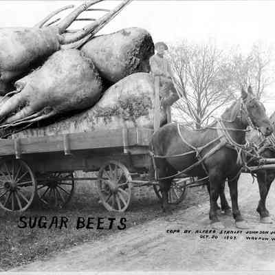 Sugar Beets, Photo by Alfred Stanley Johnson