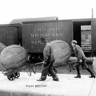 Musk Mellons, Photo by Alfred Stanley Johnson