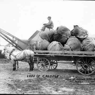 Load of Cabbage, Photo by Alfred Stanley Johnson