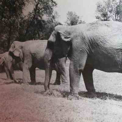 3 elephants staked out in field