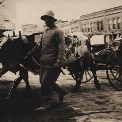 Postcard, Oxen & Wagon
