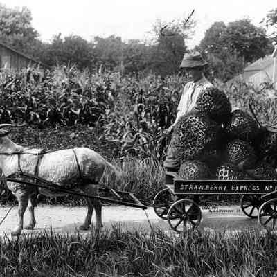 Strawberry Express No. 1, Photo by Alfred Stanley Johnson