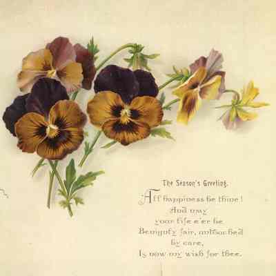 Season's Greeting Card