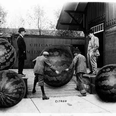 Citron, Photo by Alfred Stanley Johnson