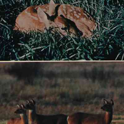 Postcard, Marsh, Deer and Fawn, #101136