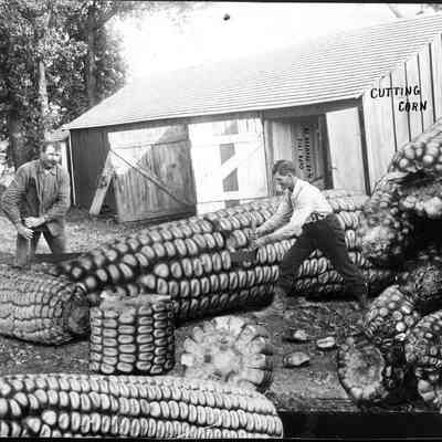 Cutting Corn, Photo by Alfred Stanley Johnson