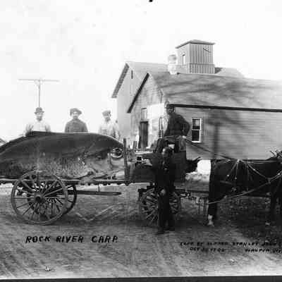 Rock River Carp, Photo by Alfred Stanley Johnson