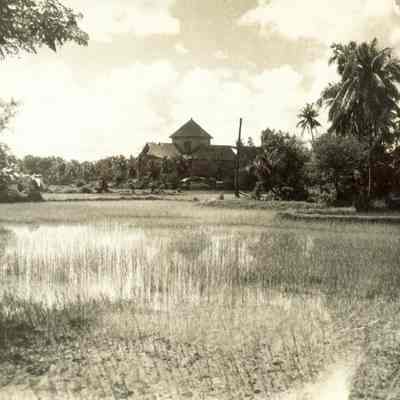 Rice pady at Binmaley, Pangasinan, Province, Luzon