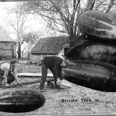 Rolling Them In, Photo by Alfred Stanley Johnson