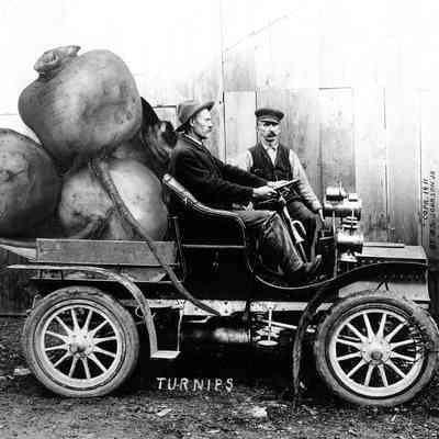 Turnips, Photo by Alfred Stanley Johnson