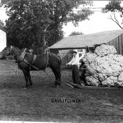 Cauliflower, Photo by Alfred Stanley Johnson